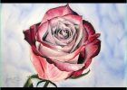 Dessins De Roses Luxe Collection [pastels Secs] Tutoriel Ment Dessiner Une Rose