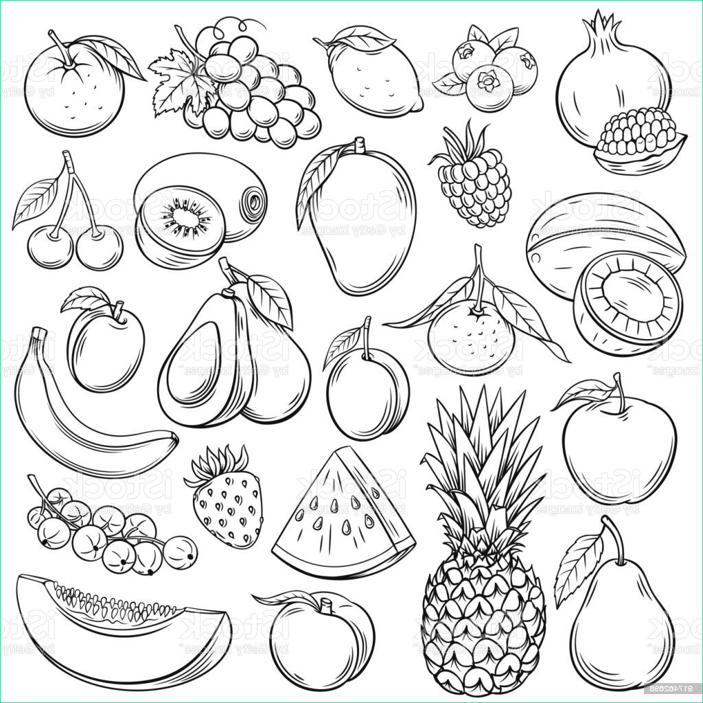 Dessins Fruits Unique Photographie Vector Sketch Fruits Stock Illustration Download Image