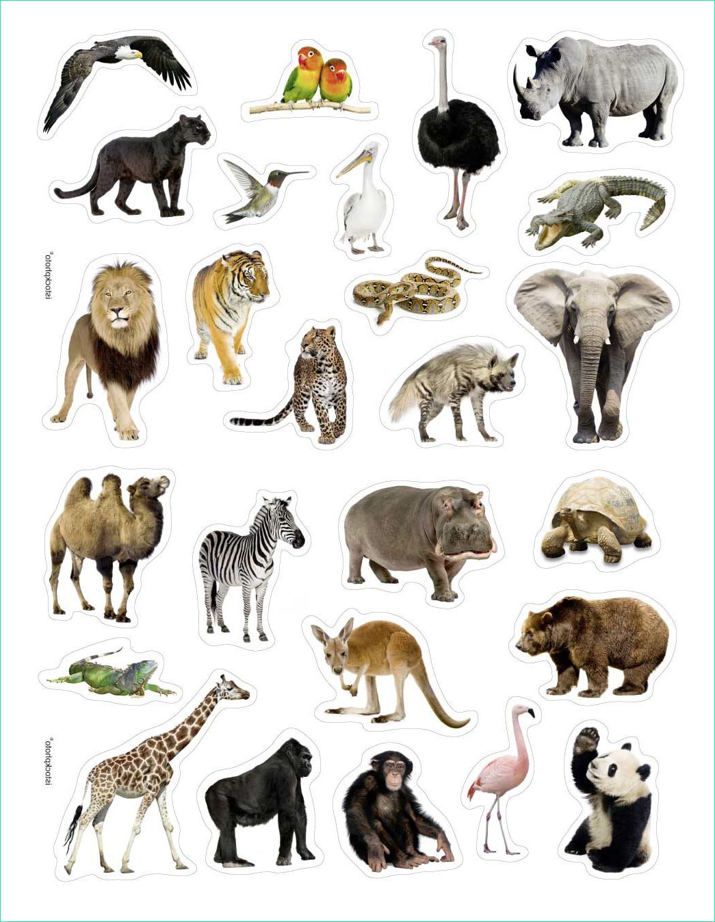 Image Animaux A Imprimer Luxe Collection Dessins En Couleurs à Imprimer Animaux Carnivores