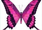 Image De Papillon à Imprimer Beau Galerie Dessins En Couleurs à Imprimer Papillon Numéro