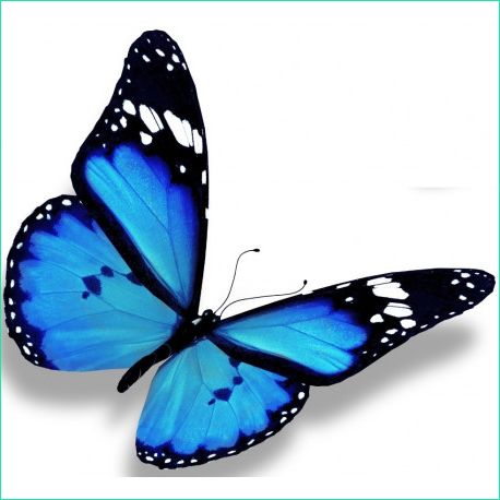Image De Papillon à Imprimer Beau Galerie Stickers Papillon Bleu En Vol Décoration Etiquette