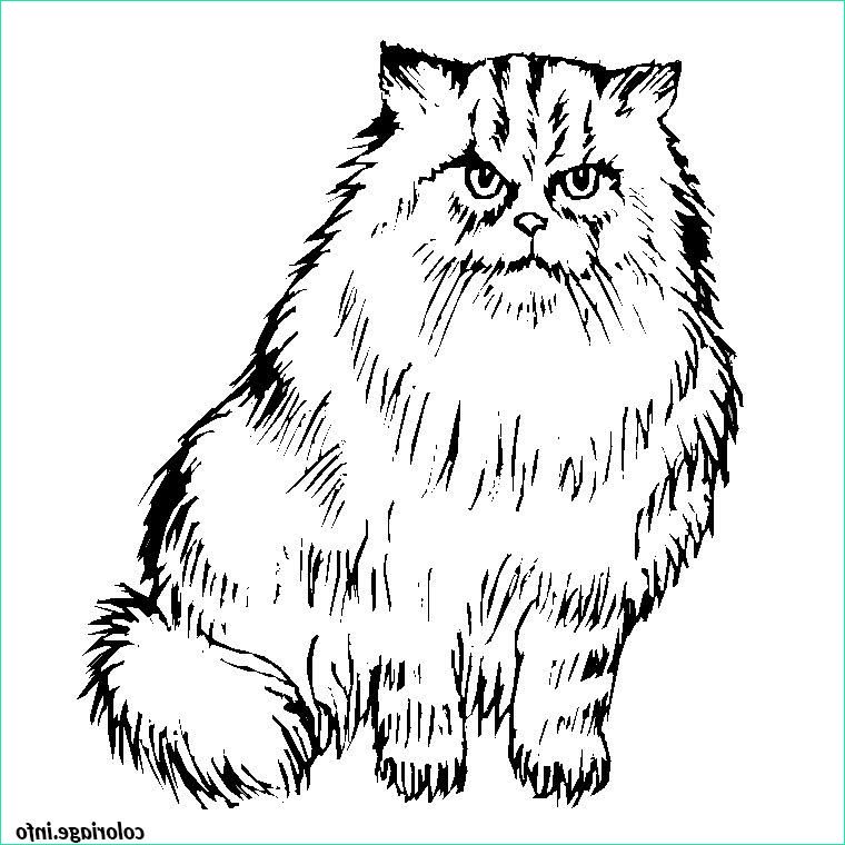 Chaton A Colorier Impressionnant Images Coloriage Chaton Persan Dessin