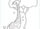 Colorage Cool Stock Coloriage Girafe Img