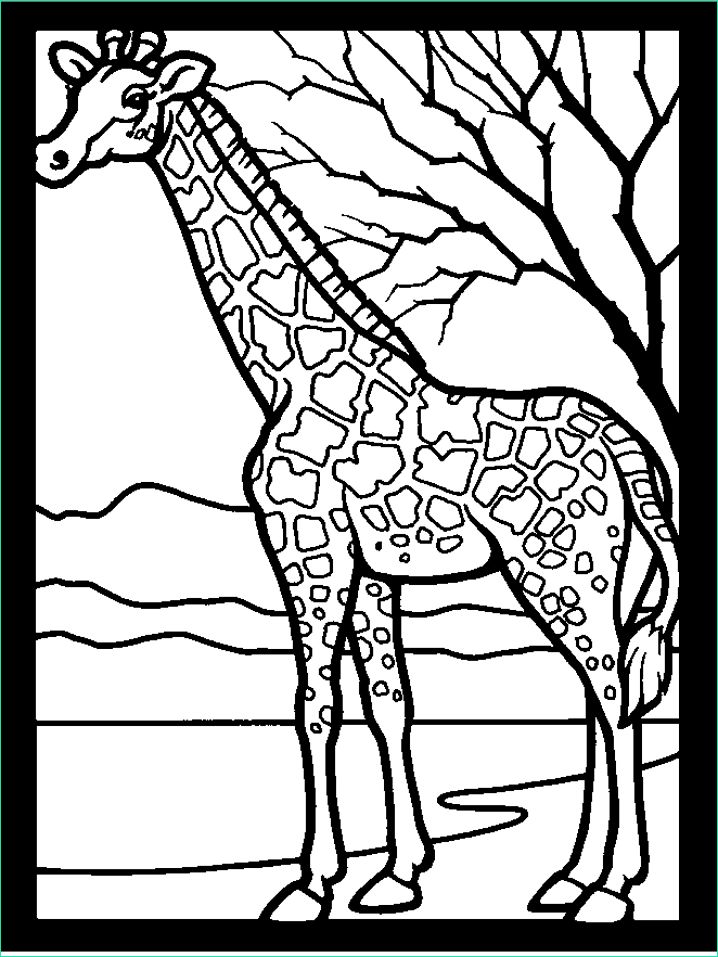 Coloraige Beau Photographie Coloriage Girafe 2