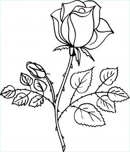 Coloriage De Rose Cool Stock Coloriage Rose Et Dessin à Imprimer