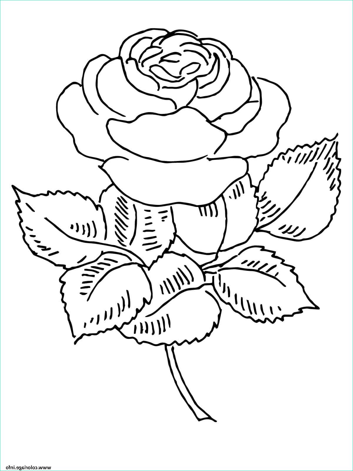 Coloriage De Rose Inspirant Galerie Coloriage Roses 130 Dessin