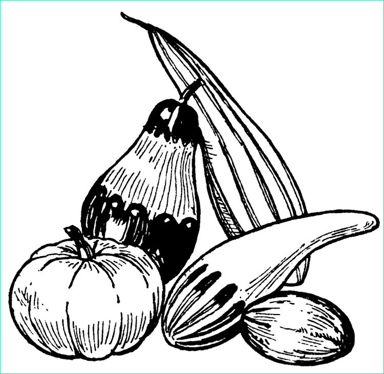 Courge Dessin Bestof Photos Coloriage Courges Img