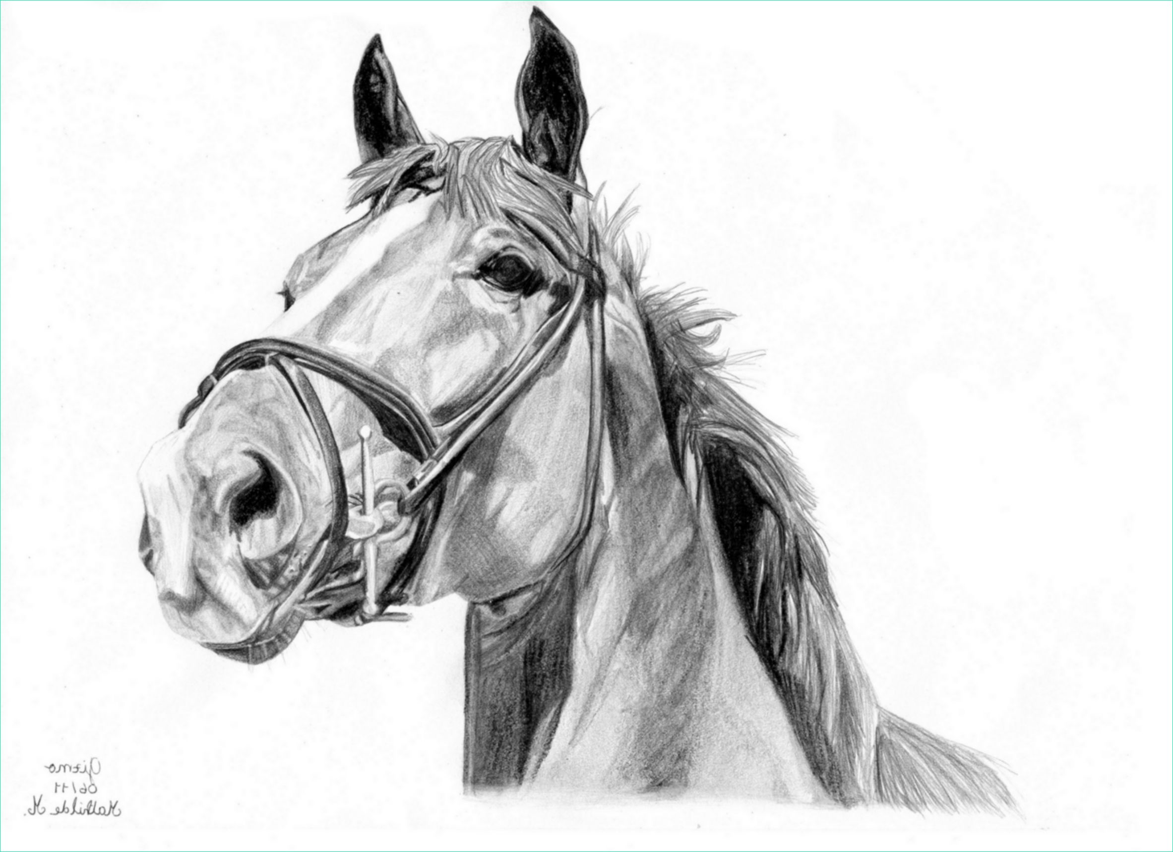 Dessin Chevaux Luxe Photographie Chevaux Mathildrawing
