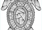 Dessin De Mandala D&amp;#039;animaux Unique Galerie tortue Coloriages D Animaux Mandalas Zen &amp; Anti