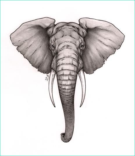 Dessin Tete D&amp;#039;elephant Beau Image Cool Dessin Tete Elephant Tatouage Random Spirit