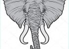 Dessin Tete D&#039;elephant Inspirant Photographie Dessin Animé La Tête De L éléphant D Afrique — Image