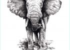 Dessin Tete D&#039;elephant Nouveau Collection Elephant Face Front Google Search A Imprimer