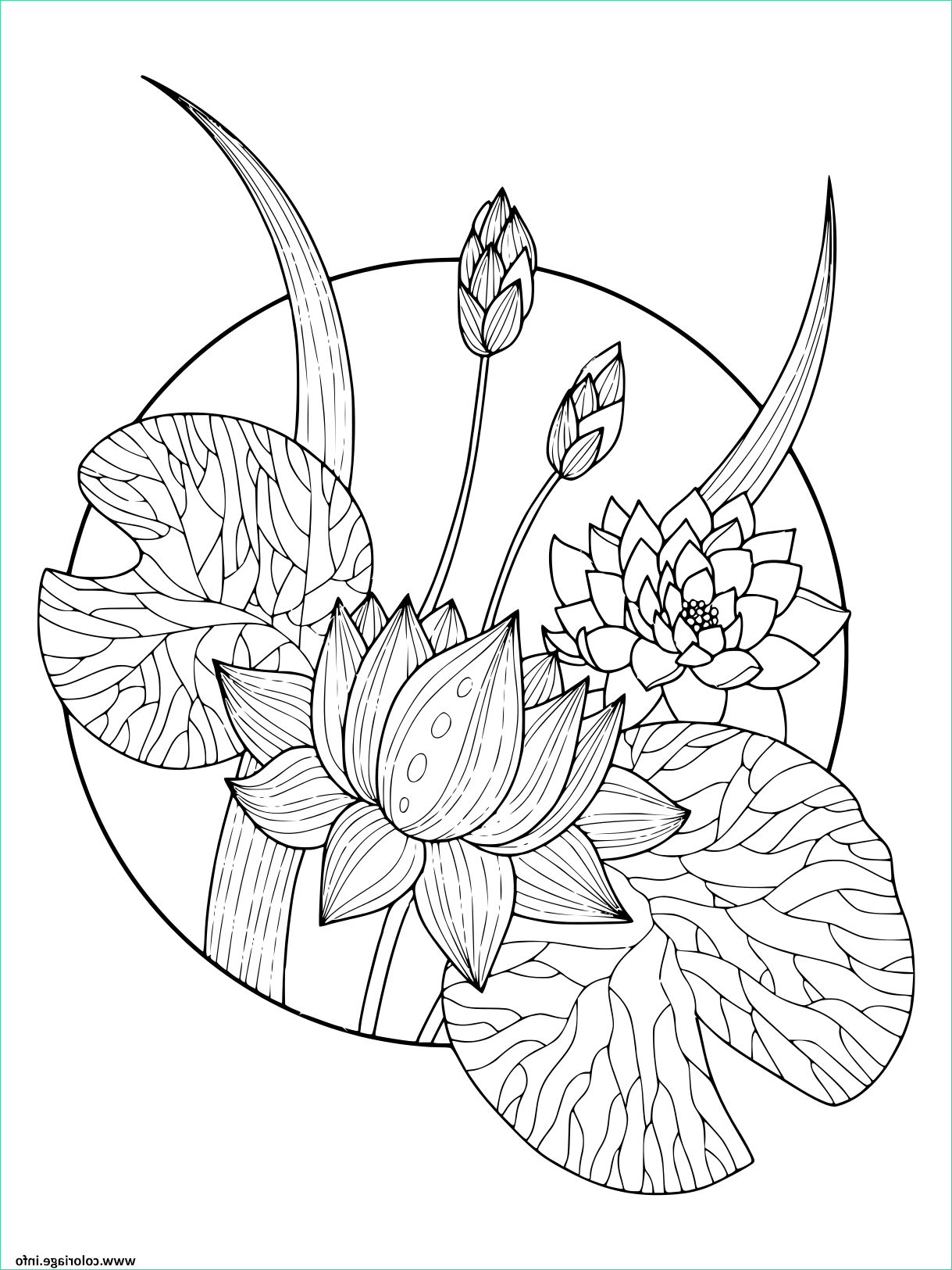 Fleur à Imprimer Cool Collection Dessin à Imprimer Dessin A Imprimer Fleur De Lotus