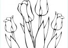 Fleurs Coloriage Beau Collection Coloriage Plusieurs Fleurs Tulipes Greigii Dessin à Imprimer