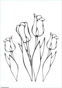 Fleurs Coloriage Beau Collection Coloriage Plusieurs Fleurs Tulipes Greigii Dessin à Imprimer