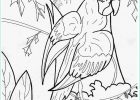 Imprimer Des Coloriages Impressionnant Photos Coloriage Perroquet à Imprimer Gratuitement