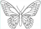 Modele Papillon Gratuit A Imprimer Unique Photos Papillon Dessin Recherche Google
