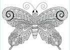 Papillon à Colorier Et Imprimer Impressionnant Photos Papillon Zendoodle Très Difficile Dessin à Colorier Et