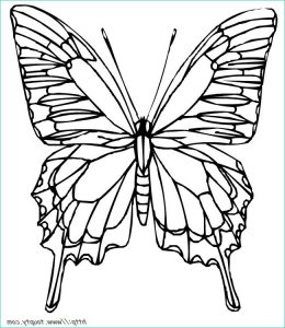 Papillon à Colorier Et Imprimer Nouveau Photos Coloriage Papillon Vue De Face Difficile Dessin Gratuit à