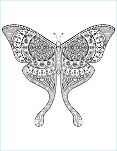 Papillon A Imprimer Beau Photographie Dessin Pour Adulte Délicat Papillon à Imprimer Difficile