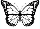 Papillon à Imprimer Beau Photos Coloriage Papillon Les Beaux Dessins De Animaux à