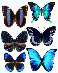 Papillon à Imprimer Impressionnant Photos 55 Ft838 Blue butterflies 560x700 408kb