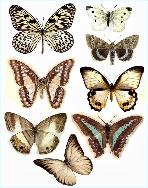 Papillon à Imprimer Impressionnant Photos Papillons à Imprimer La Fée D Ombre