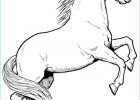 Cheval Coloriage Cool Image Coloriage Cheval Gratuit à Imprimer
