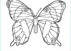 Coloriage à Imprimer Papillon Unique Photographie Coloriage Grand Papillon Momes