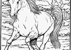 Coloriage Cheval A Imprimer Nouveau Image Coloriages à Imprimer Cheval Numéro 847aa7d1