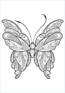Coloriage De Papillon Beau Photographie Papillon Jolis Motifs 16 Papillons &amp; Insectes