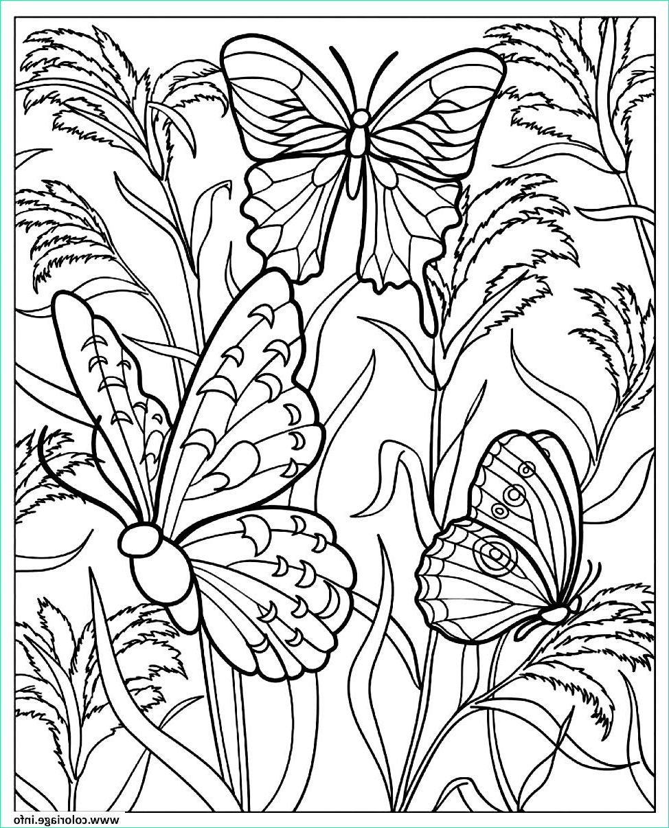 Coloriage De Papillon Inspirant Stock Coloriage Difficile Papillons Dessin