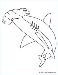 Coloriage Requin Marteau Impressionnant Photos Image Dessin De Requin Free to Print