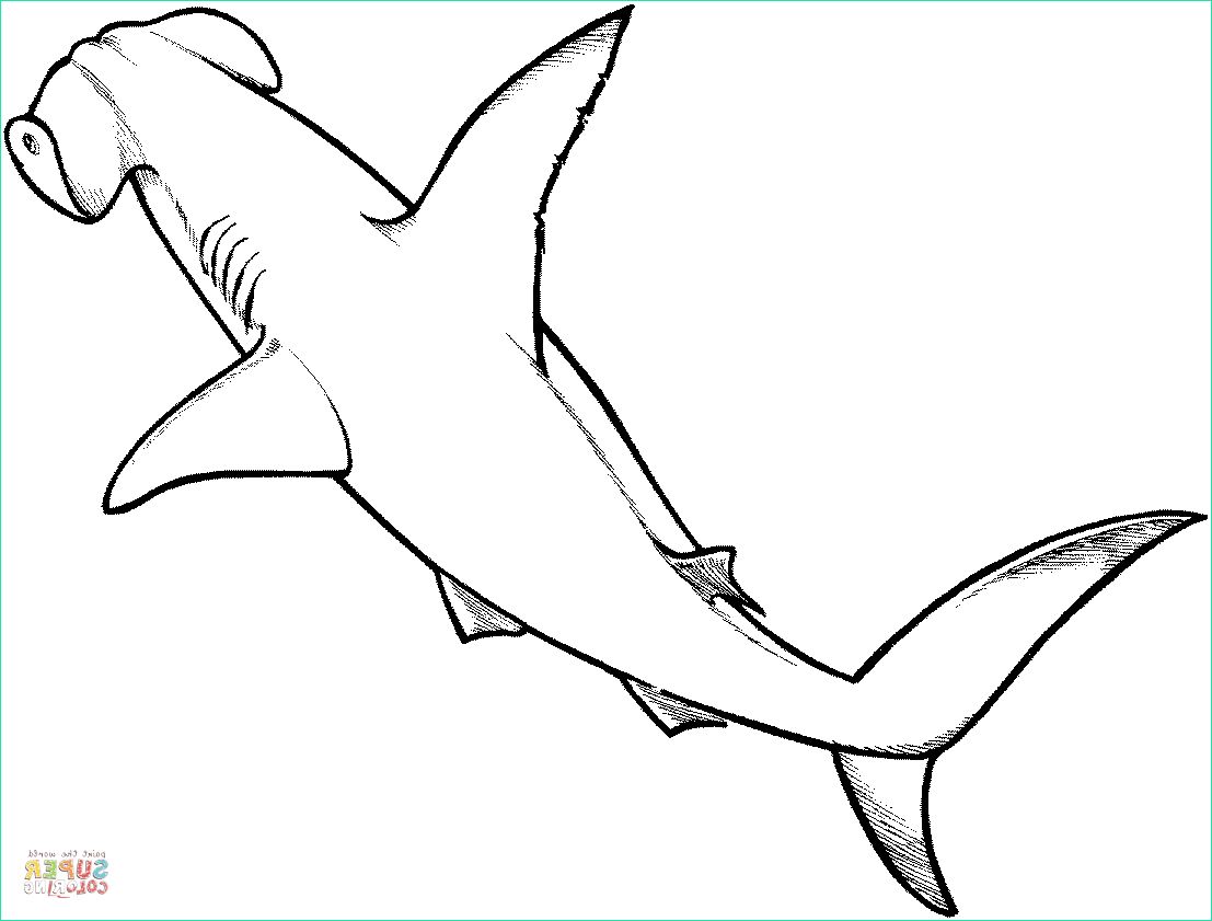 Coloriage Requin Marteau Nouveau Stock Coloriage Requin Marteau