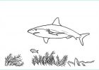 Coloriage Requin Marteau Nouveau Stock Dessin à Imprimer Dessin De Requin Marteau A Imprimer