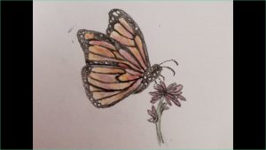 Dessin De Papillons Luxe Stock Speed Drawing Papillon De Profil