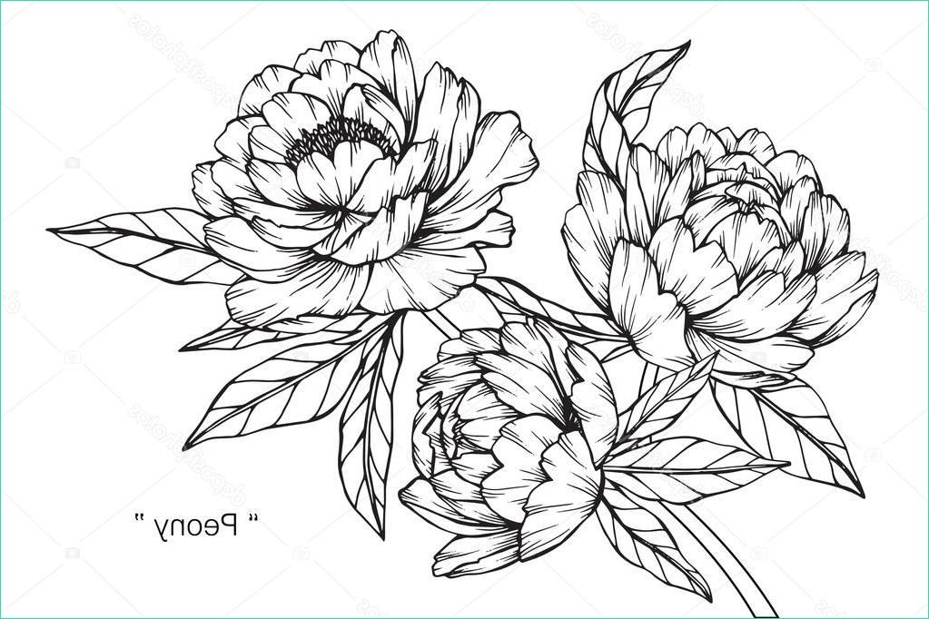 Dessin Fleuri Élégant Photographie Fleur Pivoine Dessin Croquis Avec Trait Noir Blanc — Image