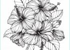 Dessin Fleuri Élégant Photos Illustration De Dessin De Fleur D Hibiscus