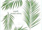 Dessin Palmier Stylisé Cool Stock Branch Tropical Palm areca Leaves Realistic Drawing In