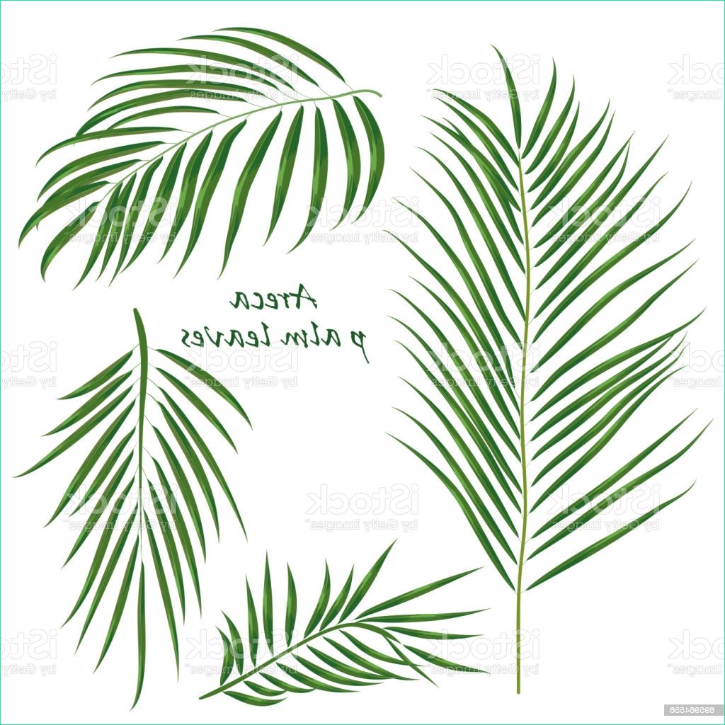 Dessin Palmier Stylisé Cool Stock Branch Tropical Palm areca Leaves Realistic Drawing In