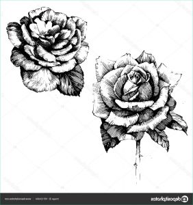 Dessin Roses Beau Galerie Dessin Fleurs Rose Ink — Image Vectorielle Acantstudio