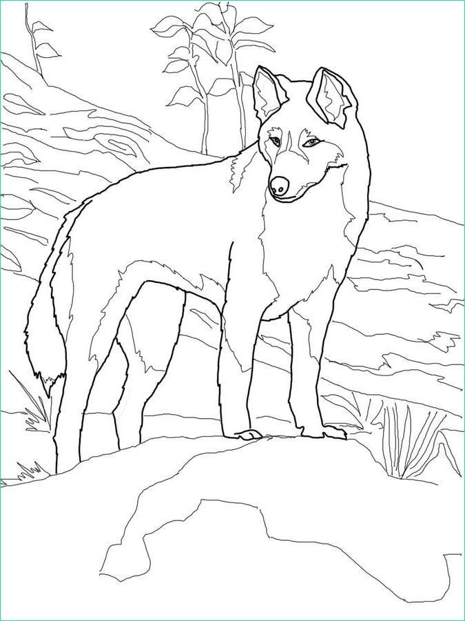 Dingo Dessin Inspirant Galerie Coloring Pages Coloring Pages Dingo Printable for Kids