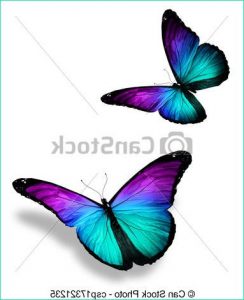 Papillon Dessin à Imprimer En Couleur Élégant Photos Dessins De Couleur Papillons Blanc Deux Two Couleur