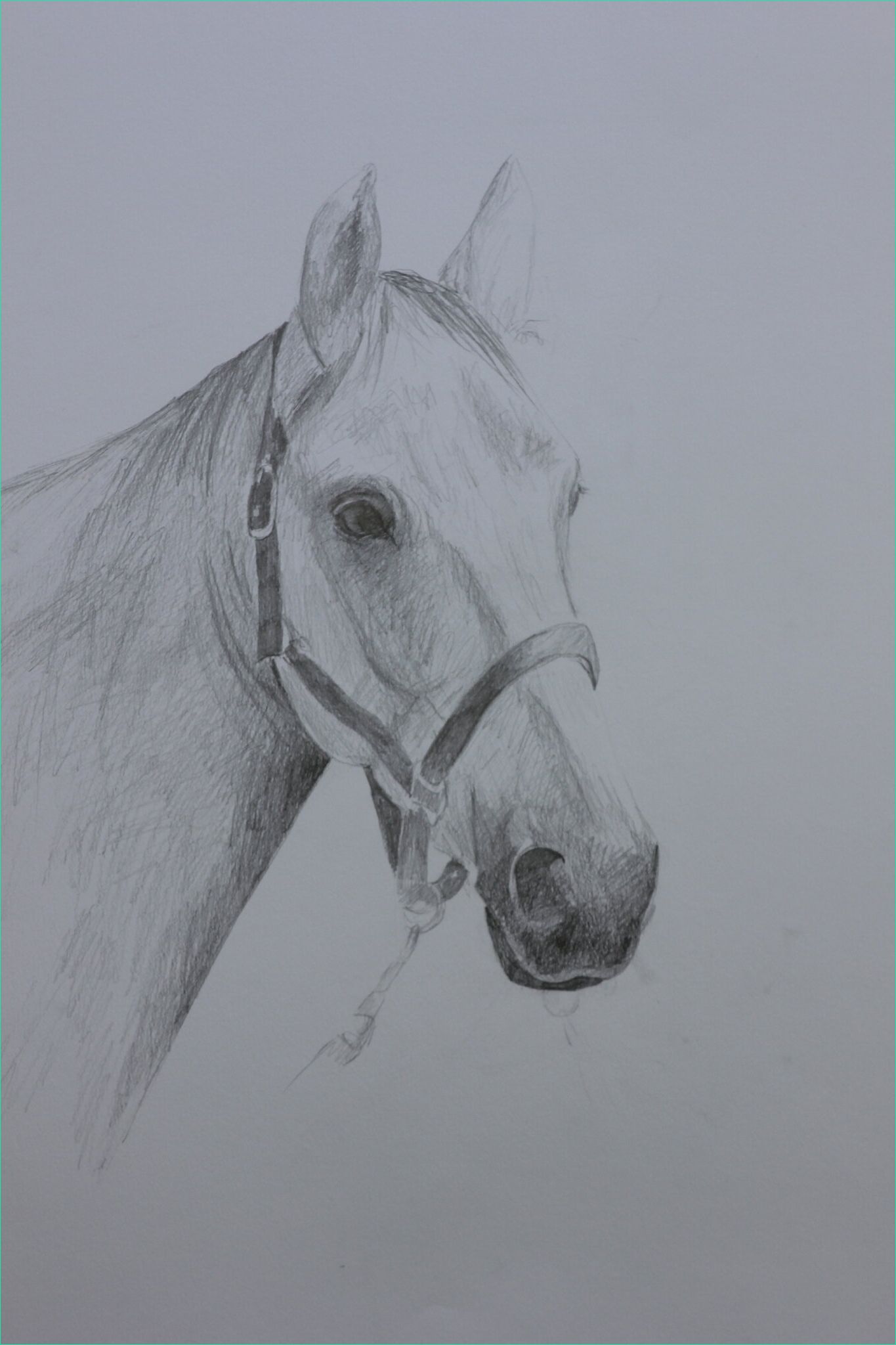 dessin de chevaux au crayon ment