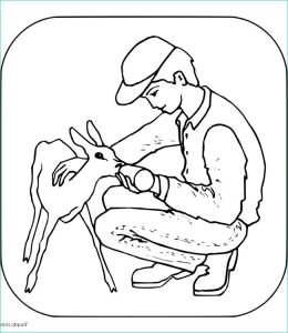 Coloriage Biche Beau Photographie Coloriage Gratuit De Biche