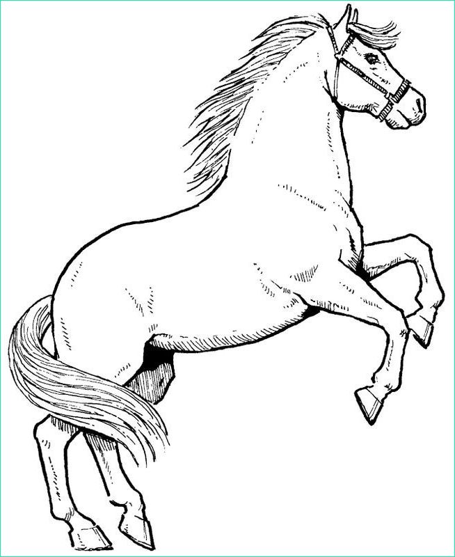 meilleures collections dessin de cheval