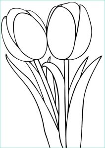 Coloriage Tulipe Bestof Stock Dessin Tulipe Nature à Colorier – Coloriages à Imprimer