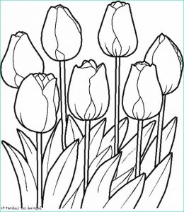 Coloriage Tulipe Impressionnant Photos Coloriage Tulipe à Imprimer