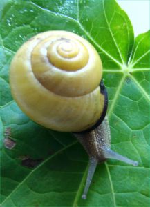 Dessin Animé Escargot Beau Collection Grove Snail