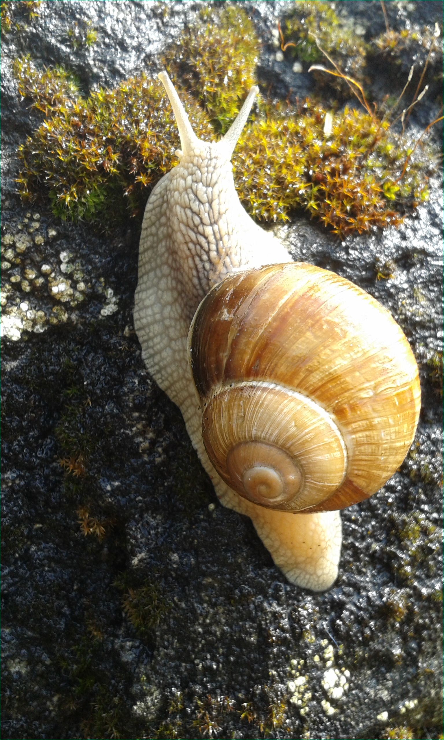 File Helix pomatia Burgundy snail Roman snail edible snail or escargot 1